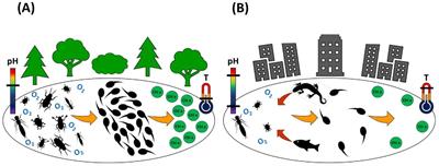 Effects of urbanization, biotic and abiotic factors on aquatic insect diversity in urban ponds